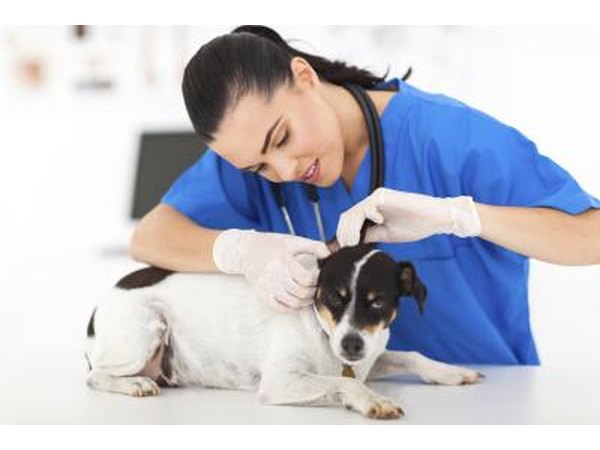 veterinarian with dog