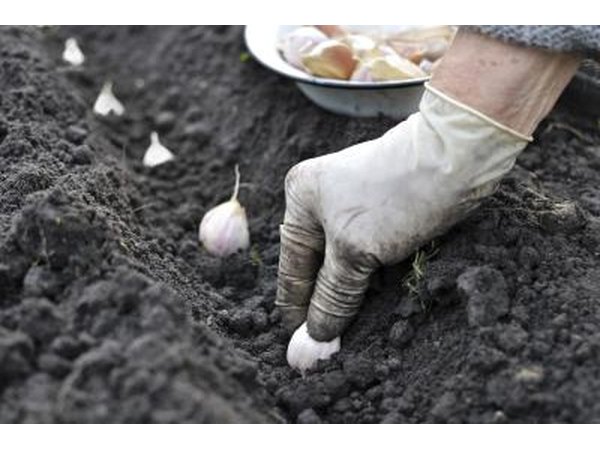One pound of garlic cloves yield 10 pounds of bulbs.