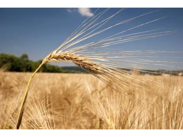 Try barley malt syrup.