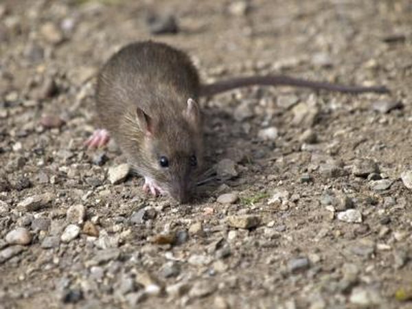 Rat
