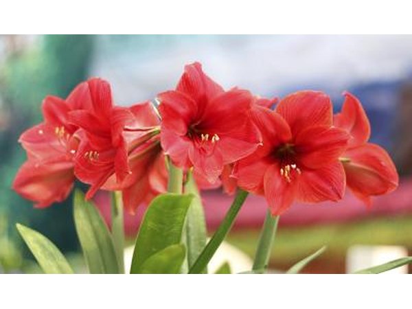 Today amaryllis symbolizes pride.