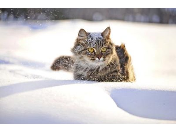 Animals experience grave danger during blizzards.
