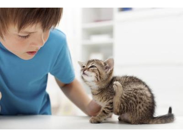 Kitten with fleas.
