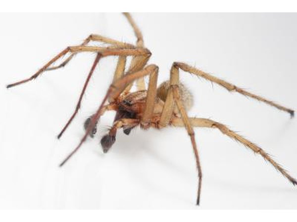Hobo Spider