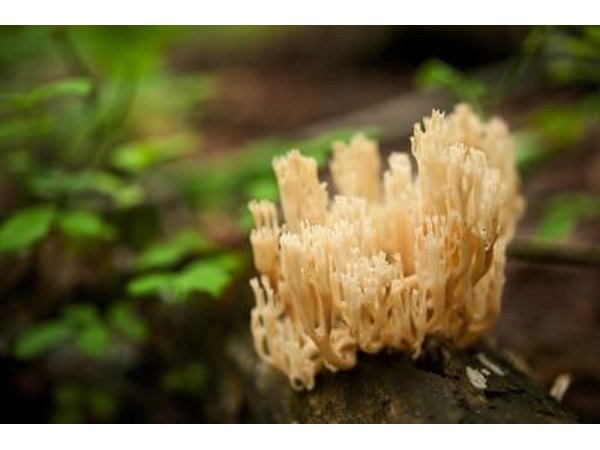 Close up of coral mushrooms.