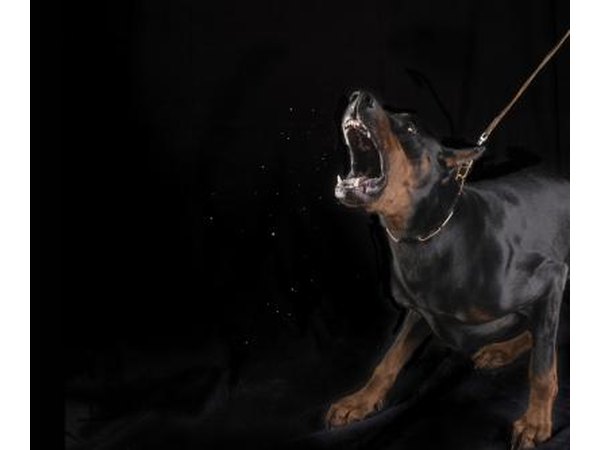 Aggressive dog.