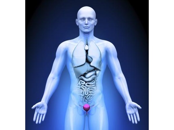 Medical imaging- bladder highlighted in red.