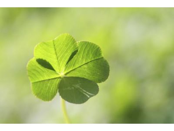 A shamrock for luck.