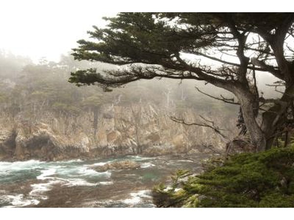Monterey cypress trees grow on a cliff in California.