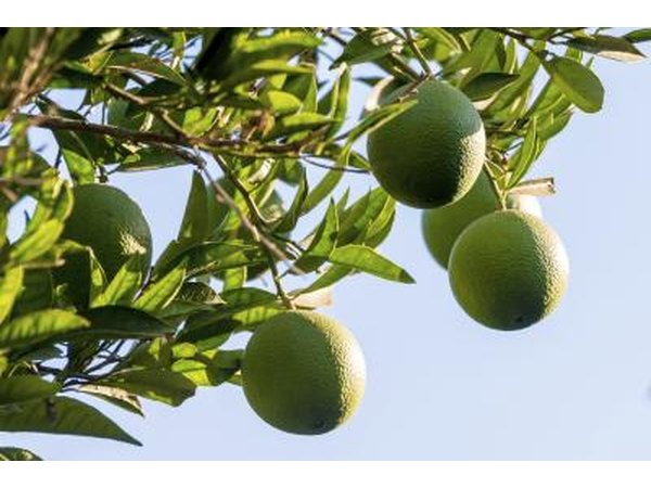 Limes on tree.