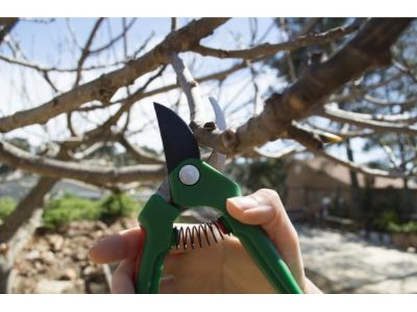 A man pruning a tree in late winter.
