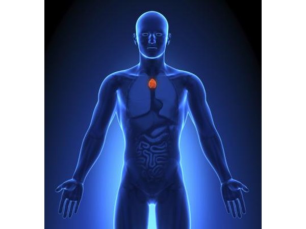 Thymus on adult.
