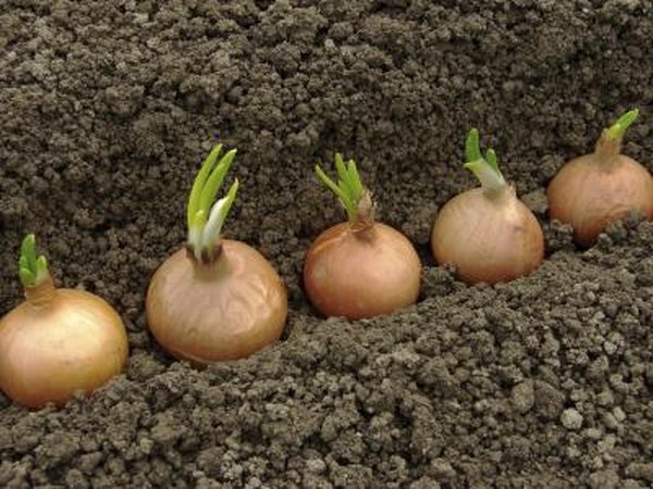 Plant vegetables that like to sprawl out, including onions, cucumbers and yellow squash in a separate garden