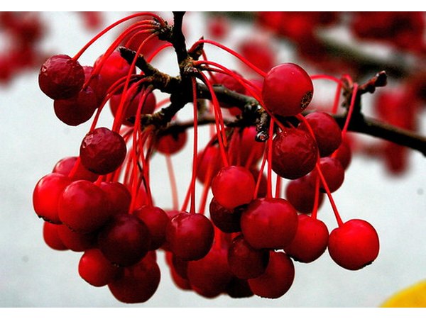 Anthocyanins Give Color