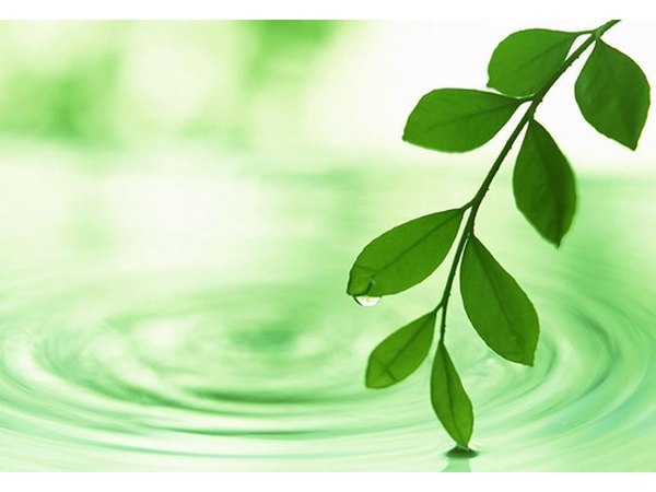 Differences in water temperature can produce differences in plant growth