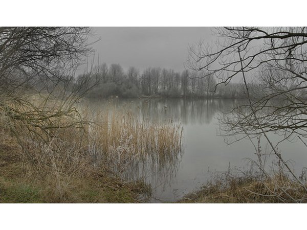 Cold water holds more oxygen and so is preferred by some plants