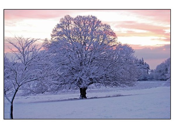 A maple in winter