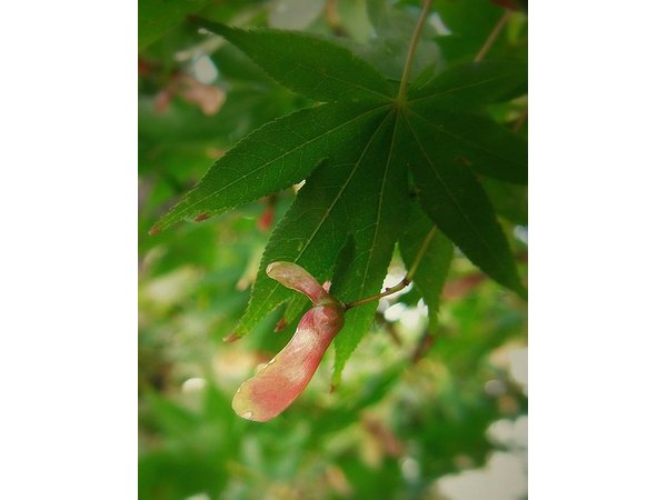 Samara on a maple