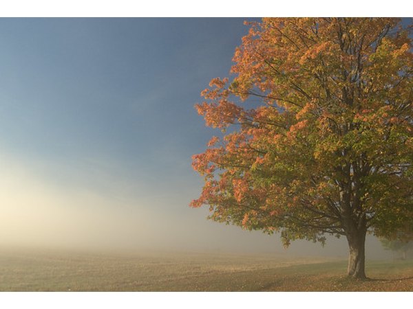 A lone maple