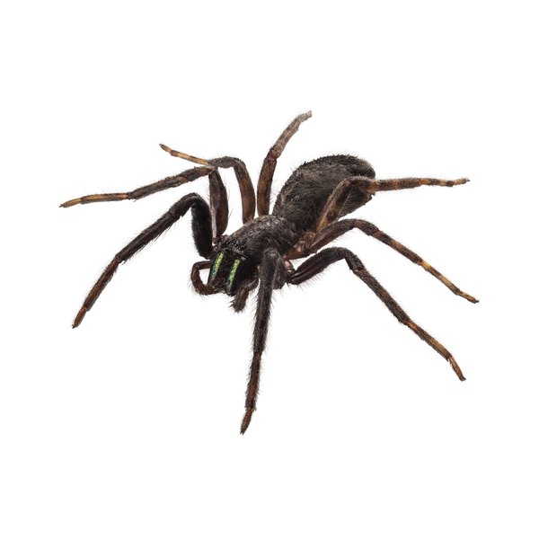 paulrommer/iStock/Getty Images black spider species tegenaria sp