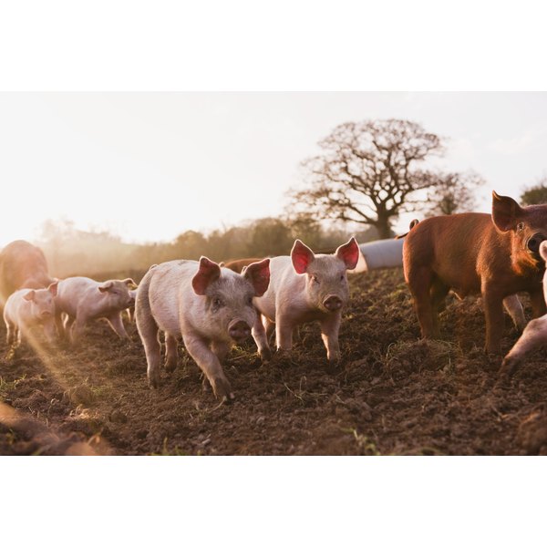 Jupiterimages/BananaStock/Getty Images Piglets in barnyard