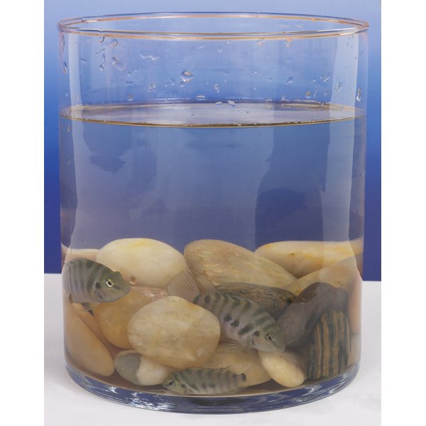 Hemera Technologies/AbleStock.com/Getty Images Pet fish