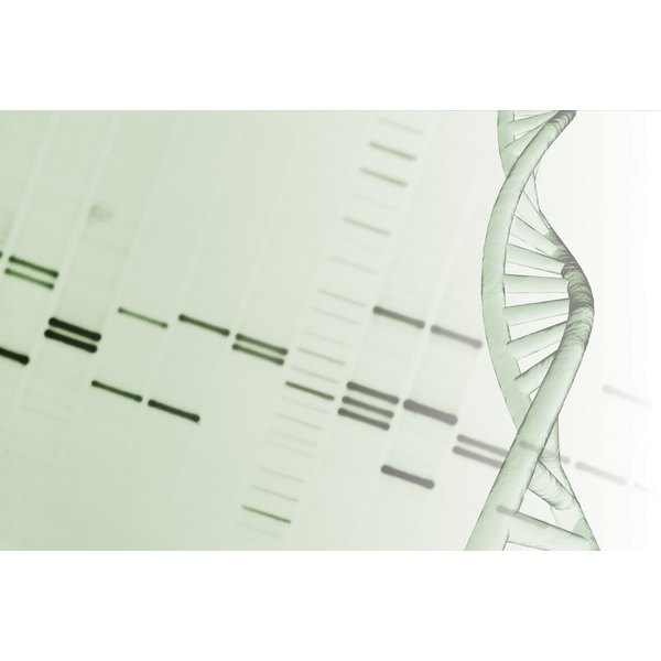 Comstock/Comstock/Getty Images DNA helix and genetic mapping