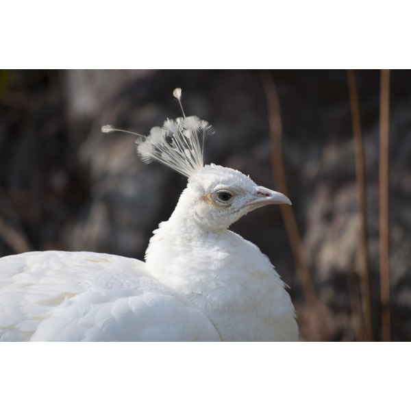 Junji Tomiyoshi/iStock/Getty Images White peacock profile