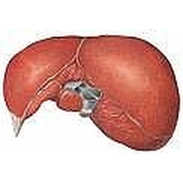 how-to-repair-your-liver-healthfully