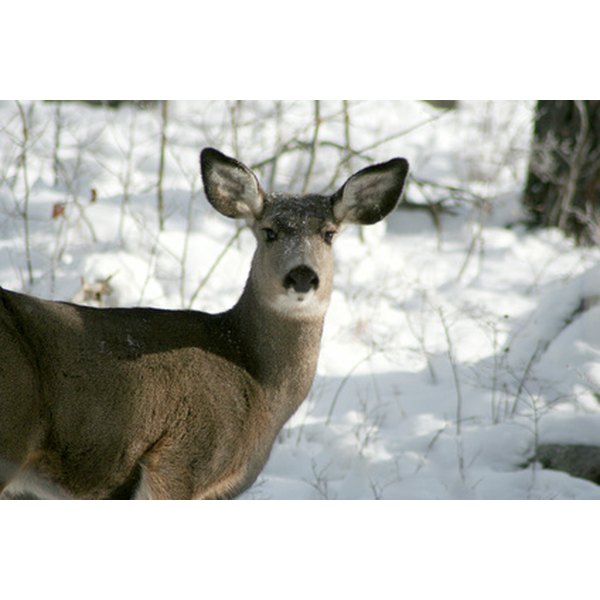 white tail deer image by Lee O'Dell from Fotolia.com ...