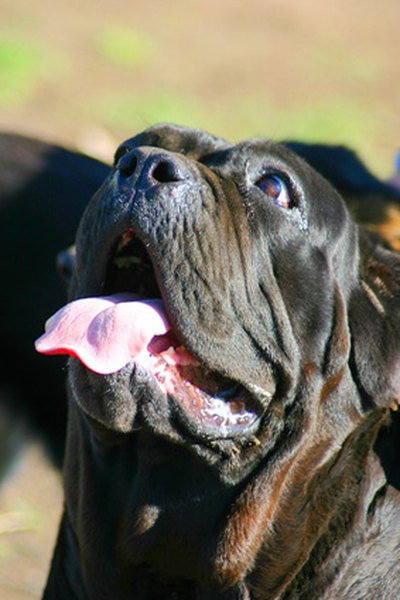 neapolitan mastiff image by pixelcarpenter from Fotolia.com Mastiffs are one of the largest, strongest dog breeds.