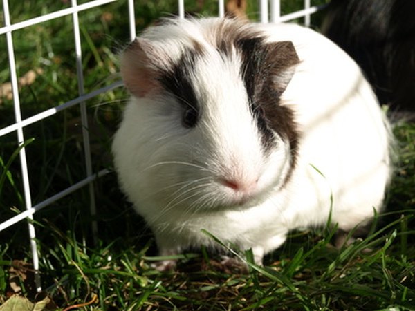 How to Fix a Dripping Guinea Pig Water Bottle | Animals - mom.me