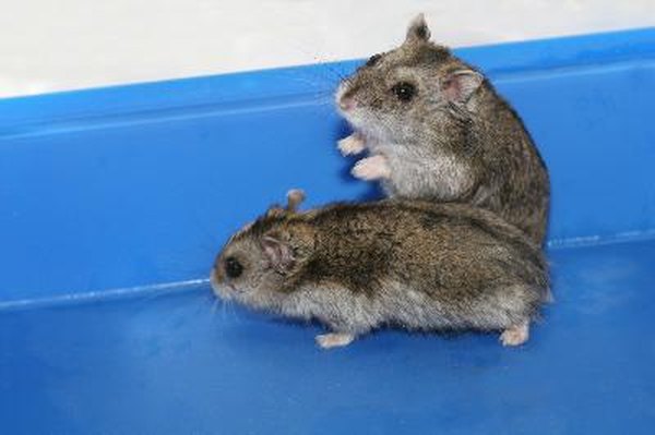 Dwarf Hamster Sex Big Bra Bbw
