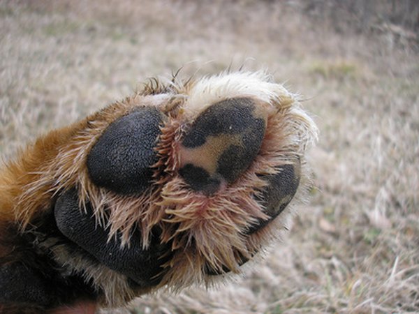 What Are The Treatments For Sore Cracked Dog Paws Pets