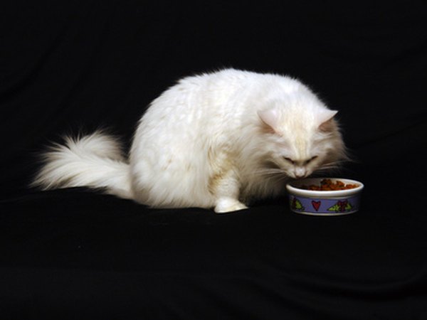Senior Cat Diet Homemade Smoothie