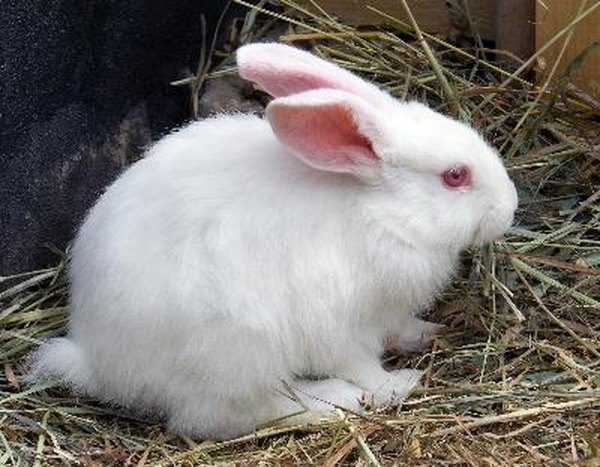 List of rabbit breeds