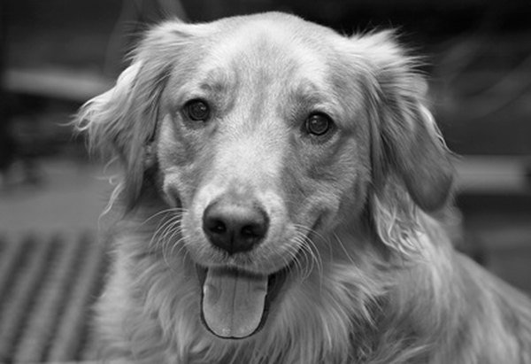 dog photo image by sonya etchison from Fotolia.com Dogs and wet latex enamel paint are not a good combination.