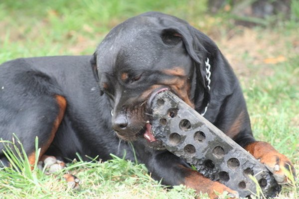 chien de garde image by choucashoot from Fotolia.com Dogs have a natural chewing instinct.