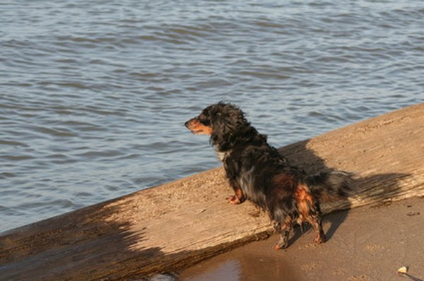 Smiling Dog image by kysunn from Fotolia.com Long-haried Dachshund