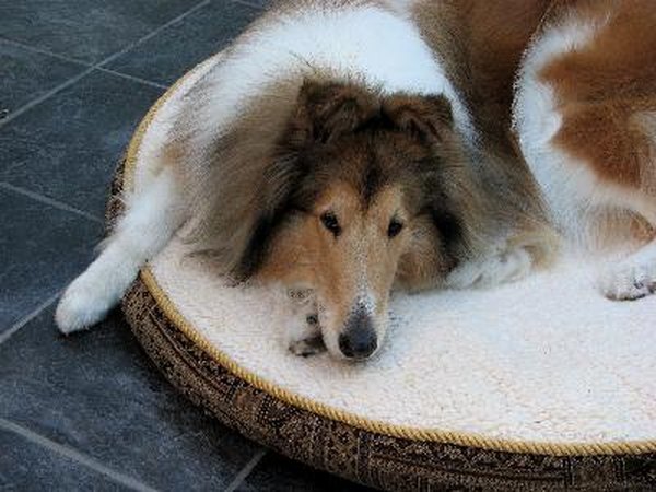 Diet For Dogs With Renal Failure Homemade