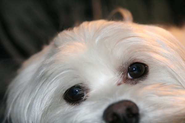 How do you remove tear stains around a Maltese dog's eyes?
