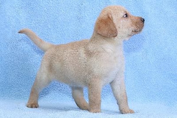 How to Train a 2-Month-Old Puppy - Pets