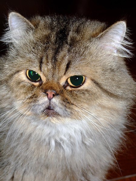 persian cat image by FotoWorx from Fotolia.com Pets bred for flat faces have serious breathing problems.
