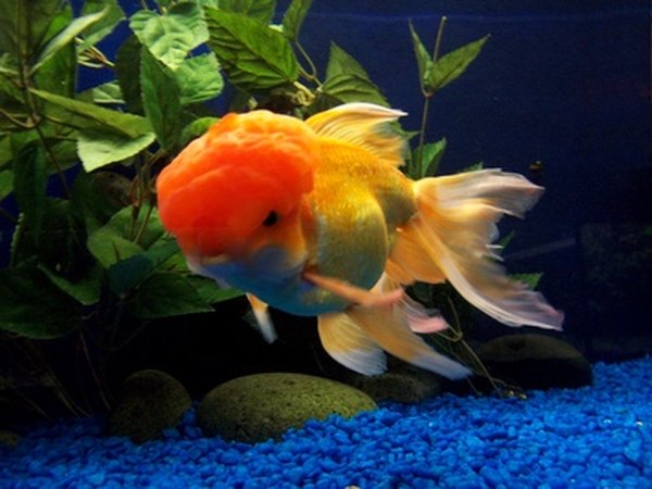 Do goldfish eat their babies?