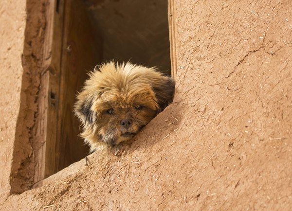 EthanTremblay/iStock/Getty Images He's not a yappy dog, but the Affenpinscher will alert you if you have company.