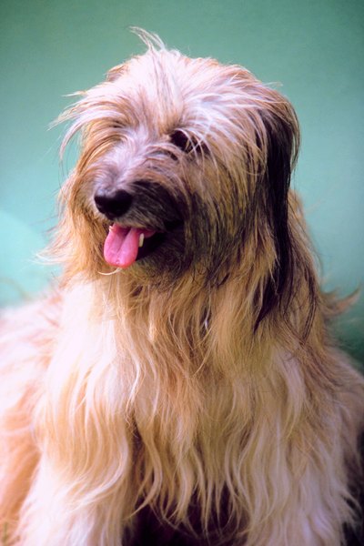 Jupiterimages/Photos.com/Getty Images Don't worry pup. We'll help you with that fur.