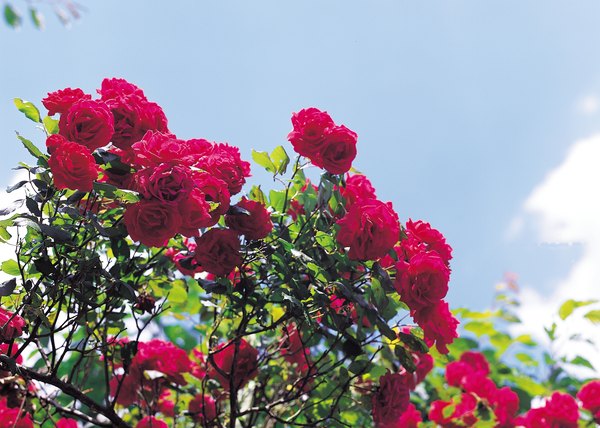 scarlet letter rose bush