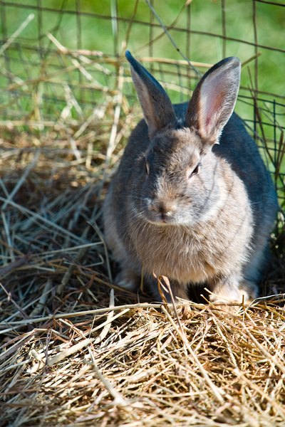 What Is Meadow Hay For Rabbits