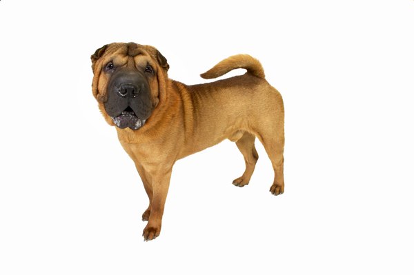 George Doyle & Ciaran Griffin/Stockbyte/Getty Images Shar-Peis are known for their wrinkly hides.
