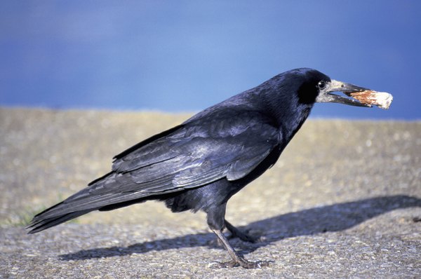 are crows scavengers